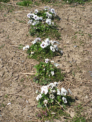 pansy mulched